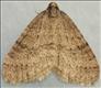 1799 (70.106) Winter Moth